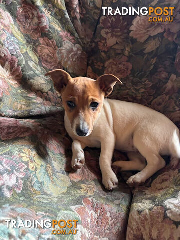 Pure Breed Jack Russell FEMALE Pup