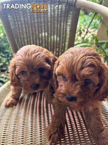 Toy Cavoodle Puppies