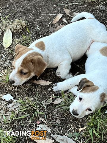 Pure bred Jack Russell puppies