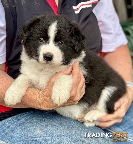 Border Collie puppies