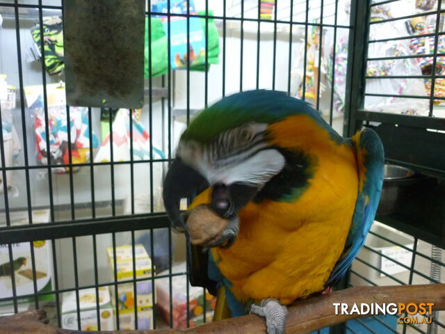 Macaw