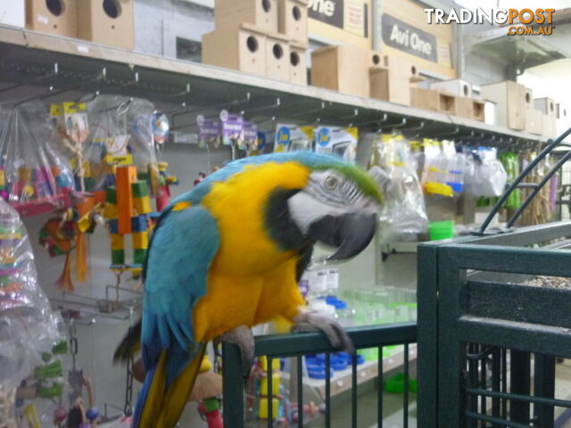 Macaw