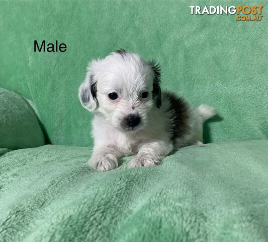 Shih tzu Maltese x poodle