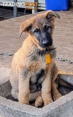 Pure German Shepherd pup - Sable. Chipped/vacc/wormed/ready for home