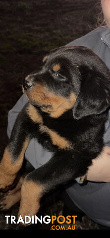 Rottweiler Puppies