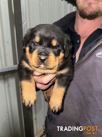 Rottweiler puppies (bob tail)