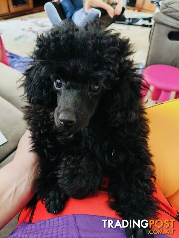 Purebred Female Toy Poodle