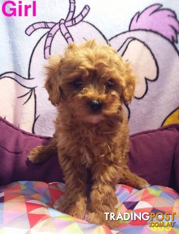 Apricot Toy Cavoodle in Perth Western Australia