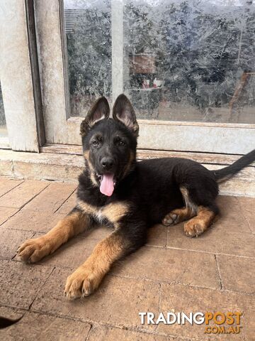 german shepherd puppy for sale