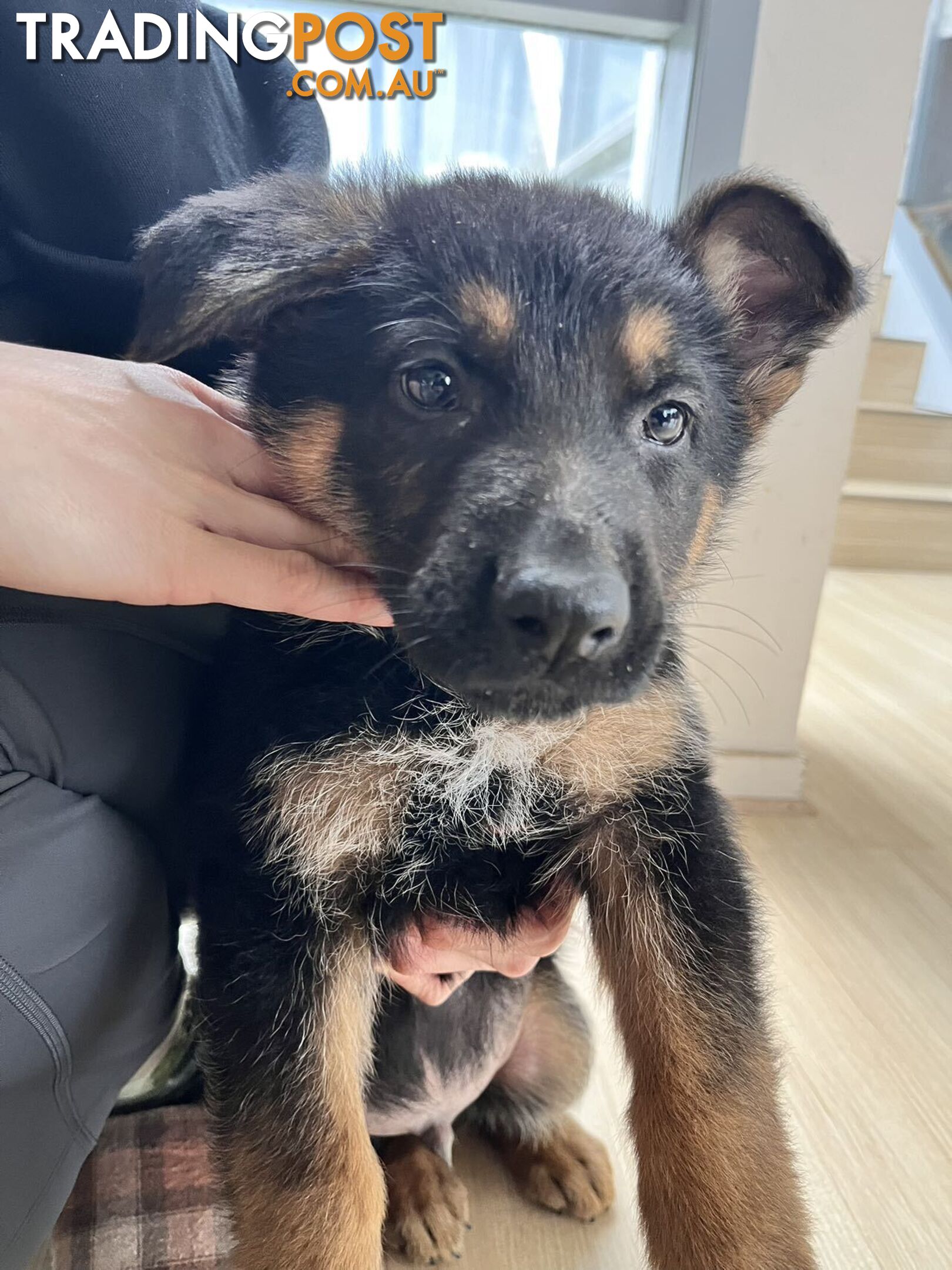 german shepherd puppy for sale