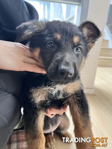 german shepherd puppy for sale