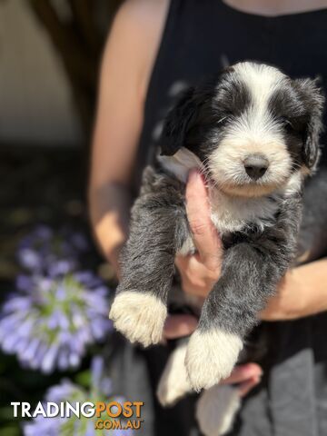 Adorable F2 Bordoodle Puppies for Sale