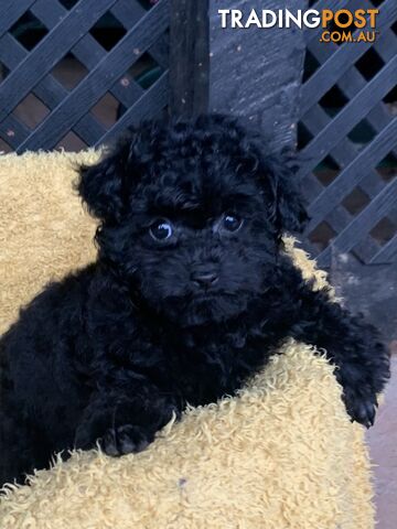 Tiny toy poodle