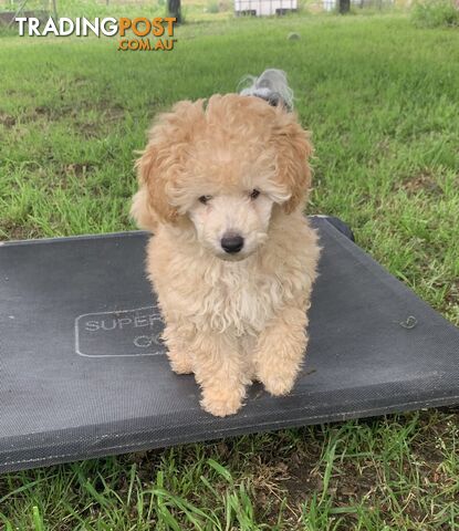 Apricot male toy poodle