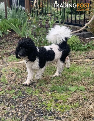 Toy Cavoodle