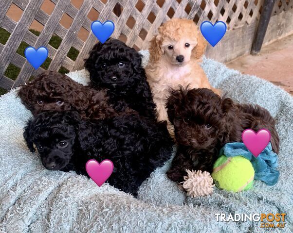 Toy poodles & toy cavoodles