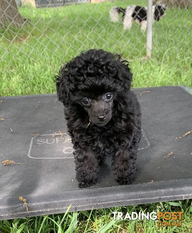 Tiny toy poodle female