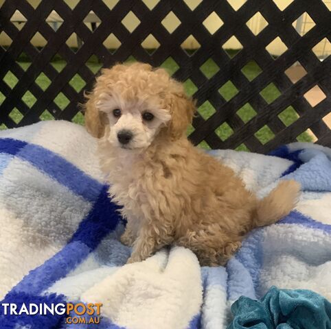 Apricot Toy poodle male