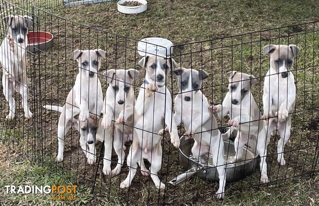 Only 4 left ! Gorgeous Purebred Whippet Puppies