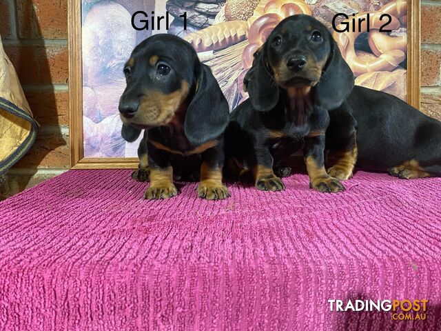 8 pure bred mini dachshunds pups for sale