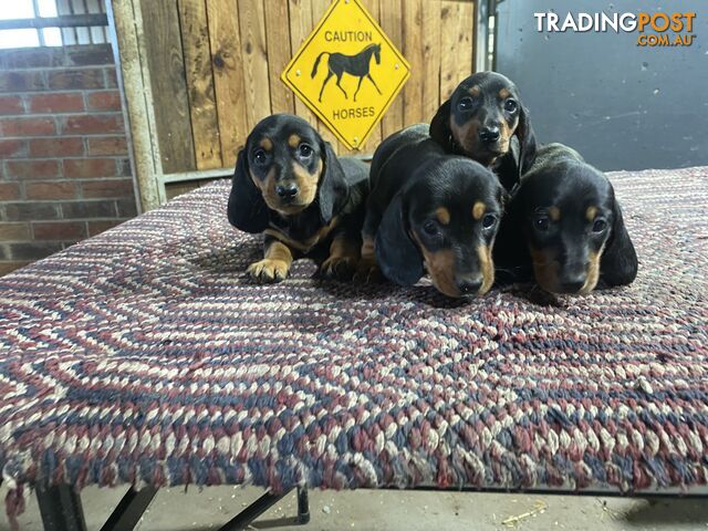 8 pure breed mini dachshunds pups for sale