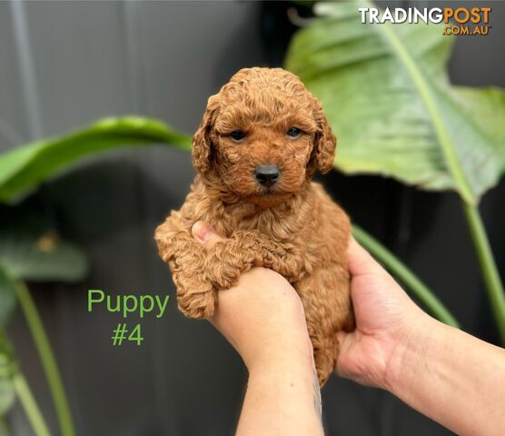 Pure toy poodle puppies