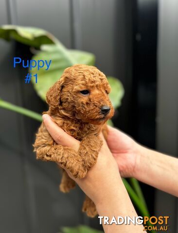 Pure toy poodle puppies