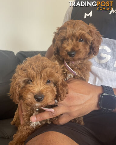 Cavoodle puppies