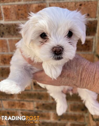 Maltese x Shih tzu puppies