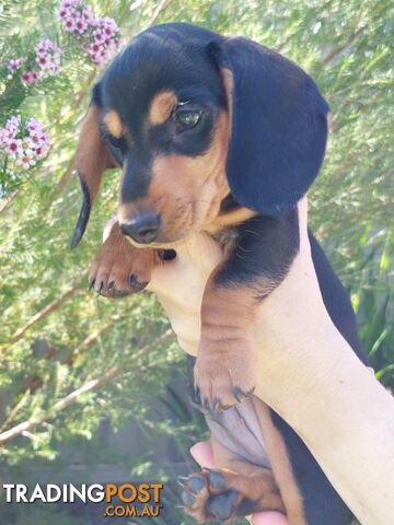 Purebred Mini Dachshund