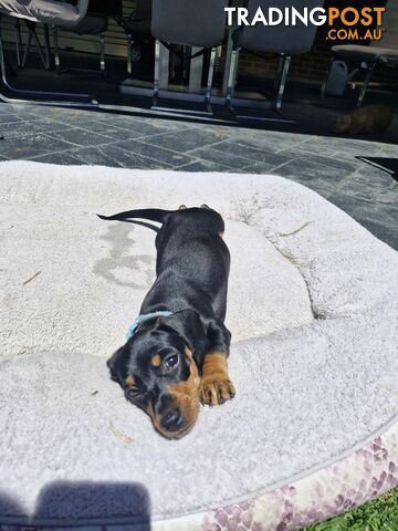 Purebred Mini Dachshund