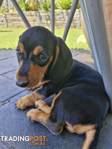 Purebred Mini Dachshund