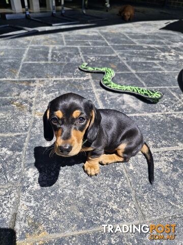 Purebred Mini Dachshund