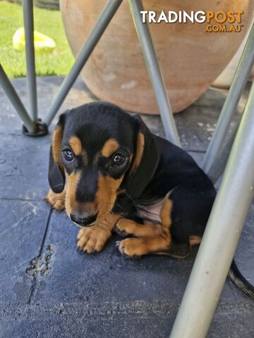 Purebred Mini Dachshund