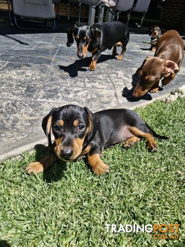 Purebred Mini Dachshund