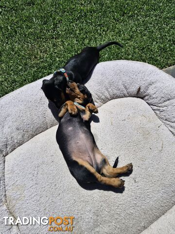 Purebred Mini Dachshund