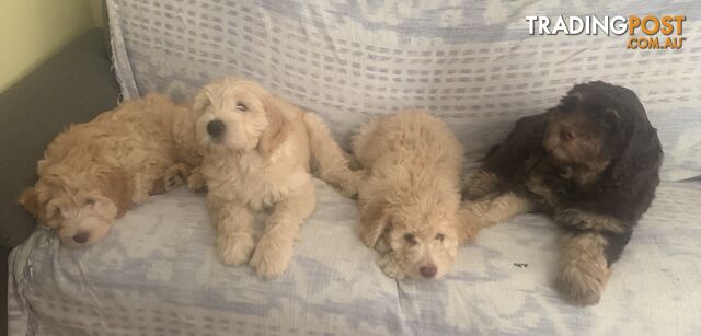 Aussie Doodle Puppies