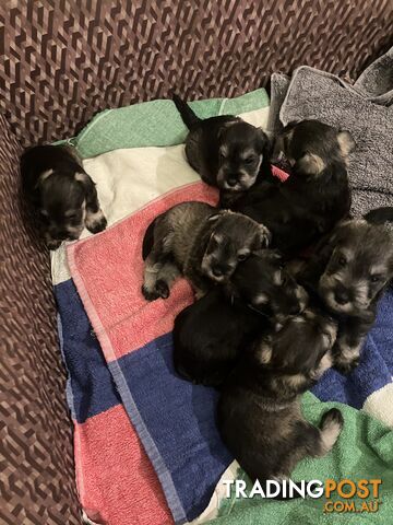 Miniature Schnauzer puppies for sale