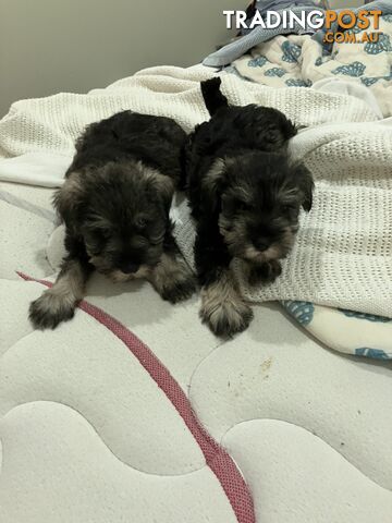 Miniature Schnauzer puppies for sale