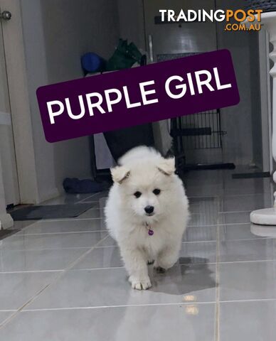 URGENT SALE, NEGOTIABLE! Japanese spitz