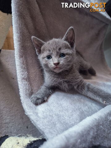 Pedigree pure Russian Blue kitten for sale