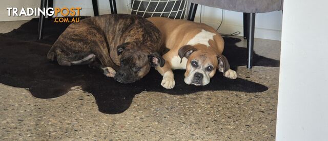 Pure Bred Boxer Pups - photo 2 of 15