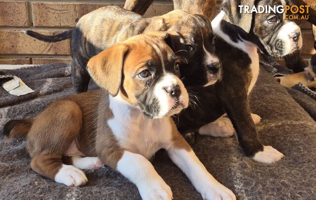 Pure Bred Boxer Pups
