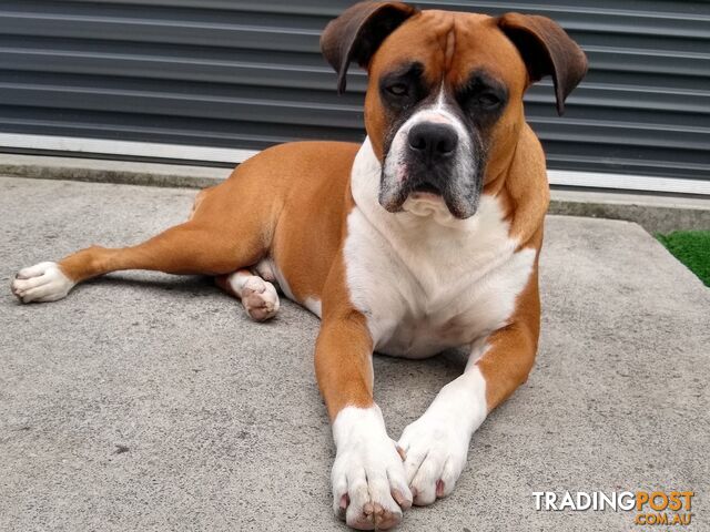 Pure Bred Boxer Pups - photo 3 of 15