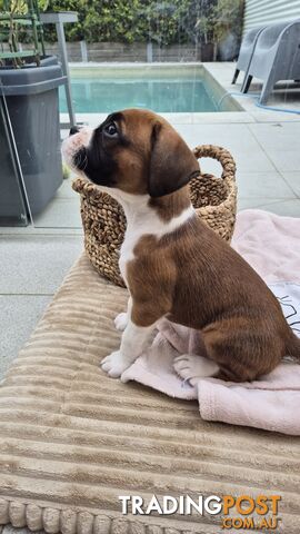 Pure Bred Boxer Pups - photo 5 of 15