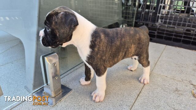 Pure Bred Boxer Pups - photo 4 of 15