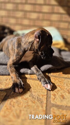 Pure Bred Boxer Pups