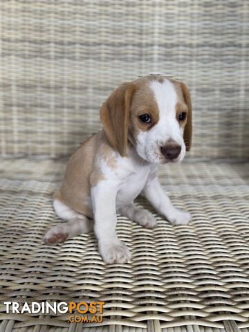 6 Beautiful Pure Breed Beagle Pups