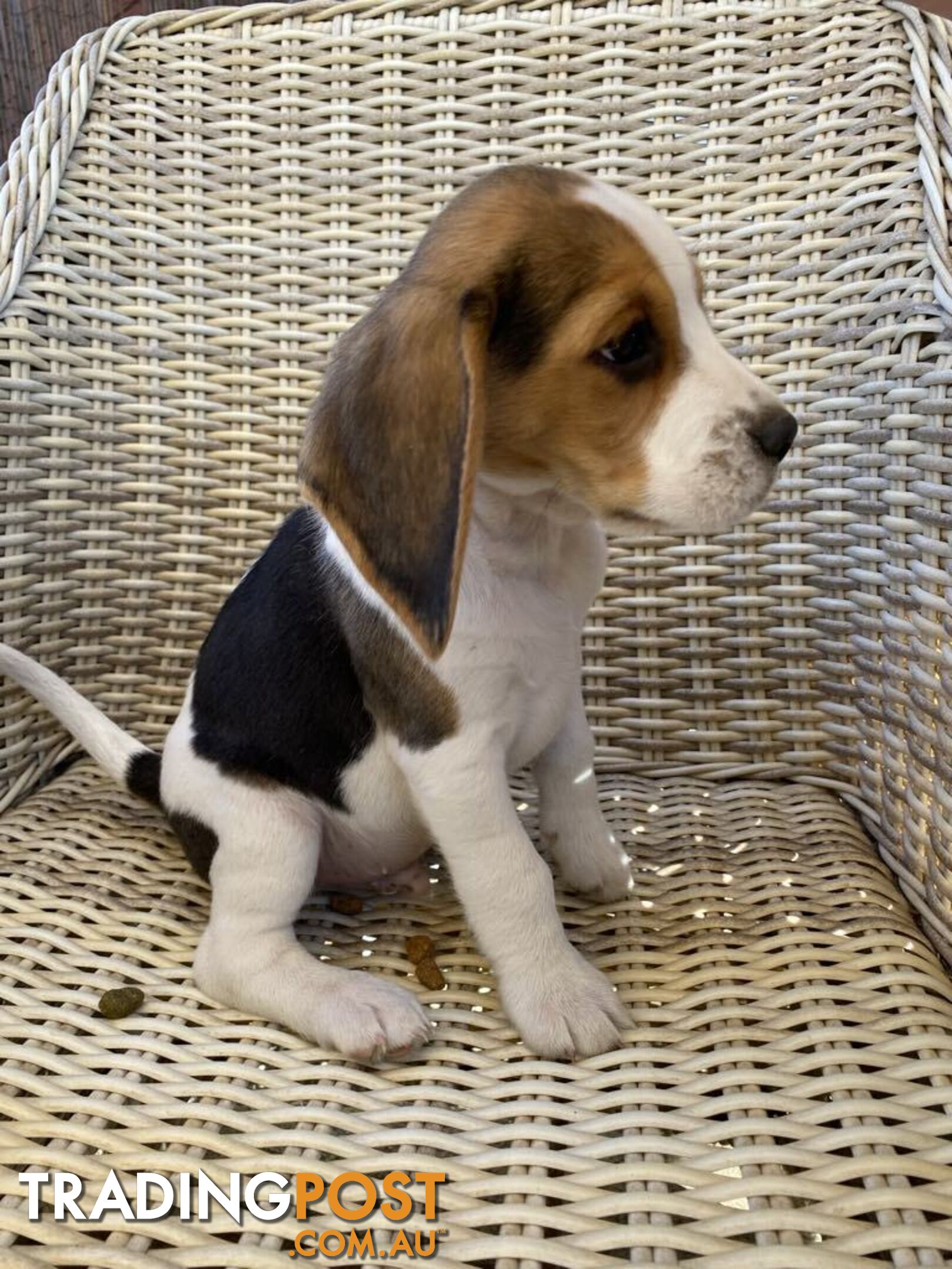 6 Beautiful Pure Breed Beagle Pups