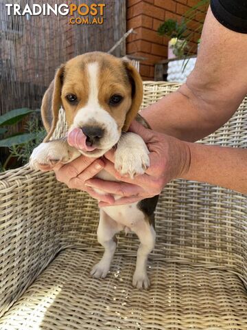6 Beautiful Pure Breed Beagle Pups